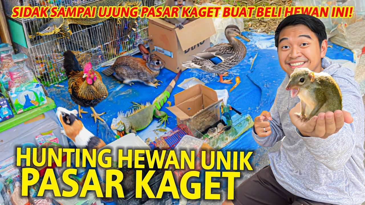 HUNTING HEWAN YANG GAK PERNAH AKU PELIHARA KE PASAR KAGET UNPAD! SELALU ADA HEWAN ANEH DISINI!