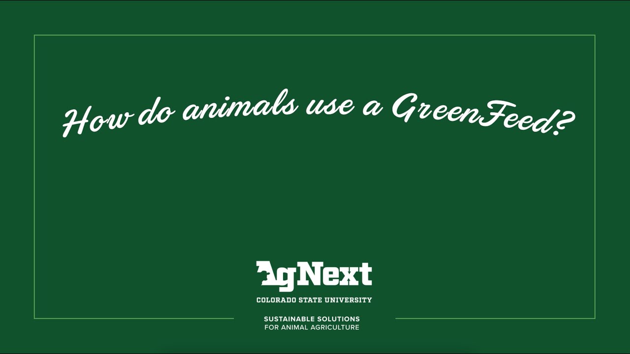How do animals use a GreenFeed?
