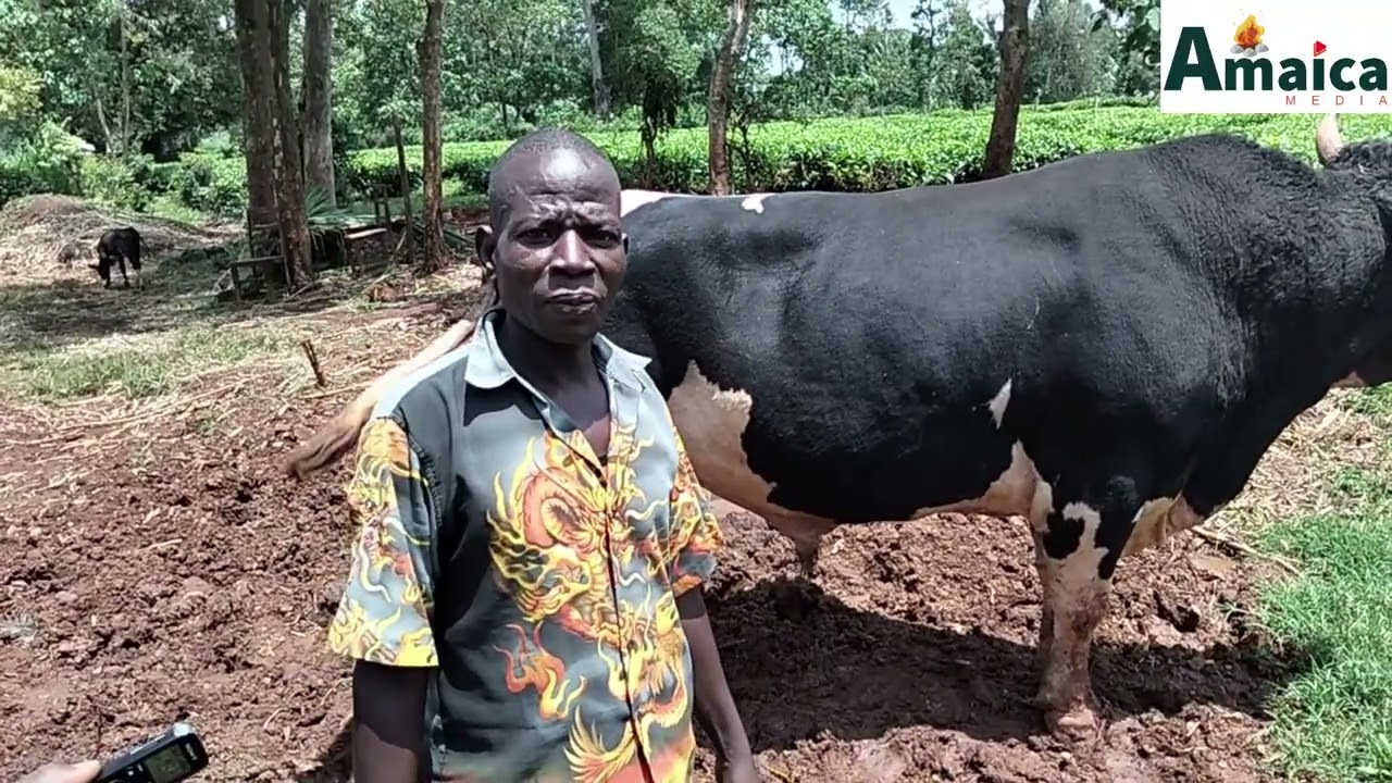 Fahali anavyofugwa akitayarishwa kupigana