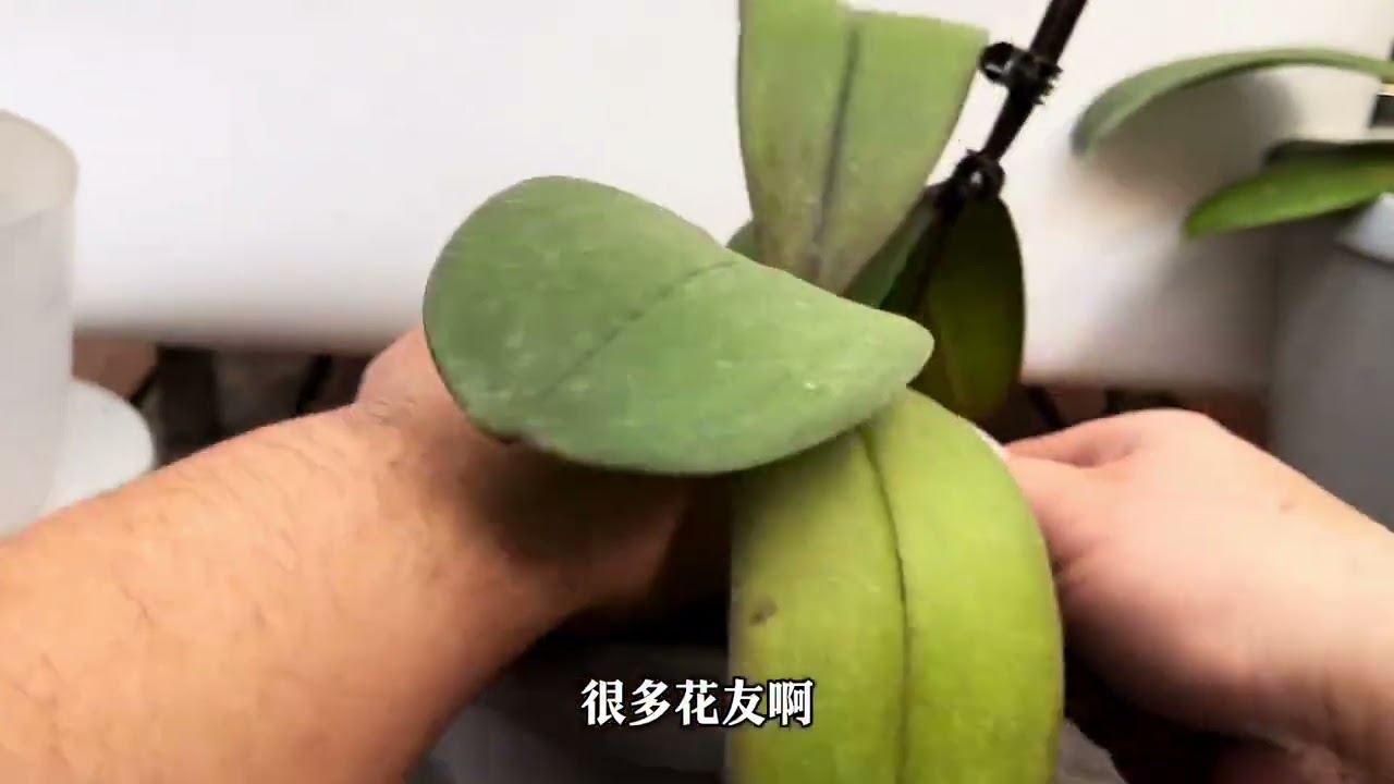 新手小白无论什么植物，先养活为第一目的，养都没养几天，就开始洗根修根。就像不会走先跑一样。