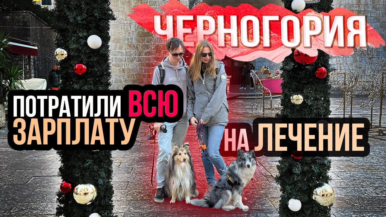 Мы потратили ВСЮ ЗАРПЛАТУ на собак за 1 МЕСЯЦ в Черногории