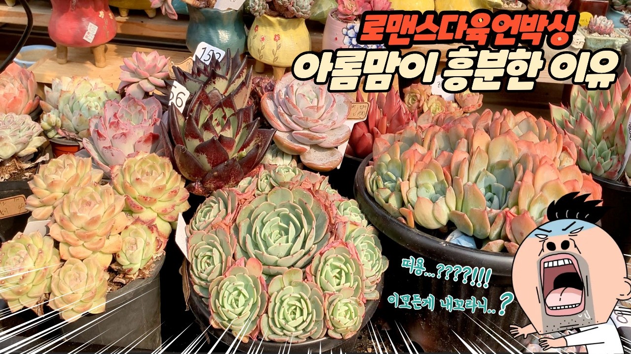 260220[언박싱] 로맨스다육 이쁜애들 총집합!!!