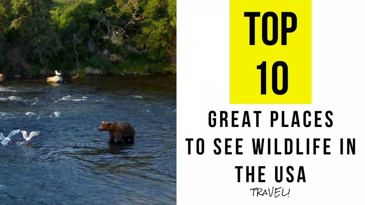 Top 10. Great Places To See Wildlife In The USA
