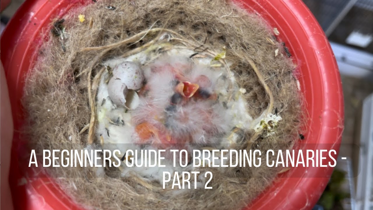 A Beginners Guide to Breeding Canaries - Part 2