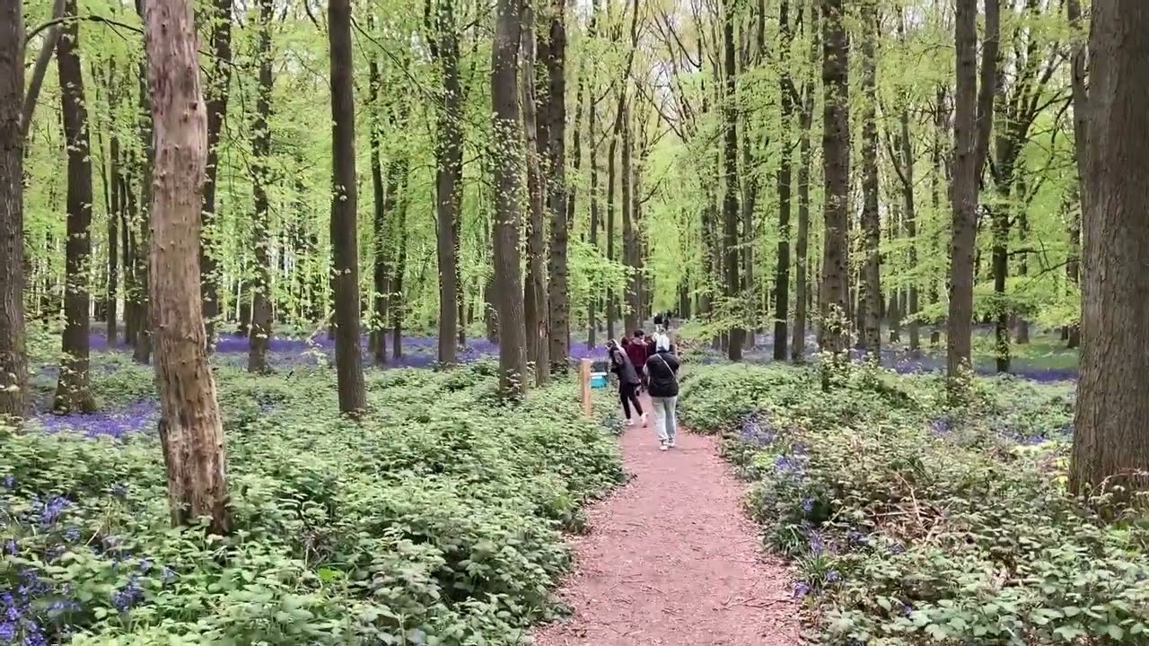 Bluebells at dockey wood Ashridge