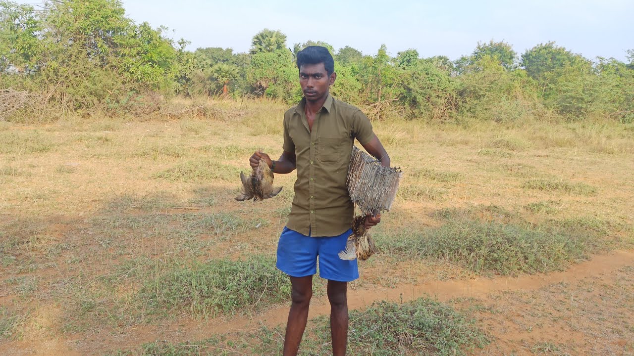 Kadai vettai / காடை தட்டு வைத்து வேட்டை ஆடும் முறை /MRK
