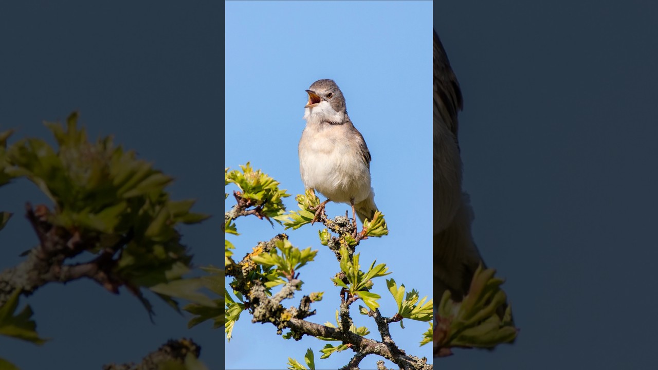 Birds Singing &ndash; Relaxing Bird Sounds for Sleep, Study, and Focus