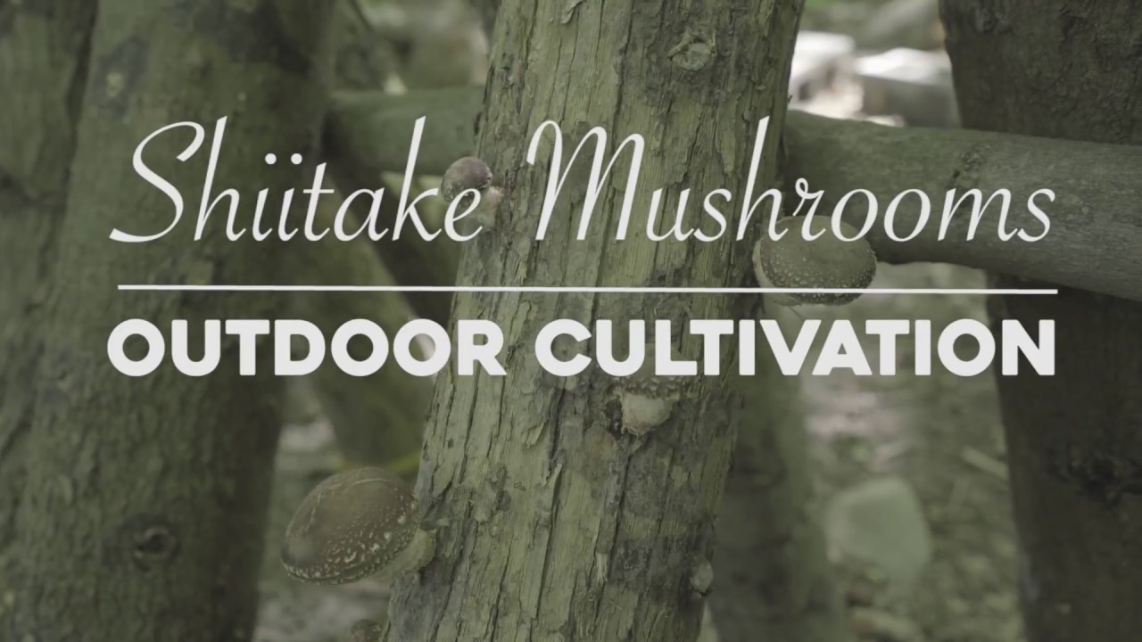 How to Inoculate Shiitake Mushroom Logs
