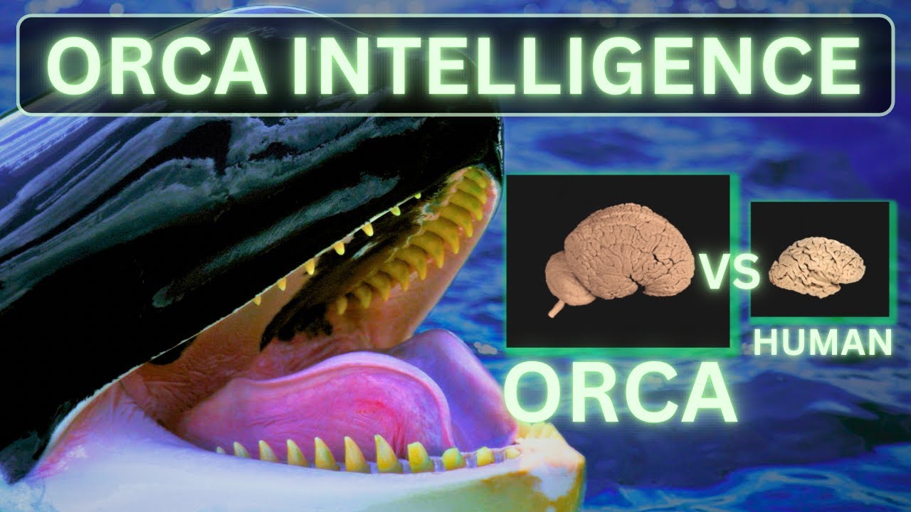 How Intelligent is the Killer Whale? Exploring the Orca’s Brain