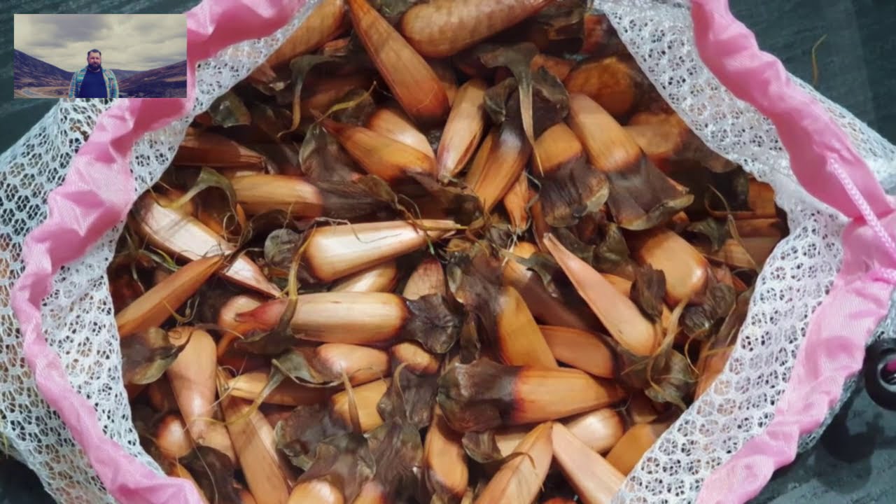 Jak wysadzać nasiona Araukarii chilijskiej (cz. 1)