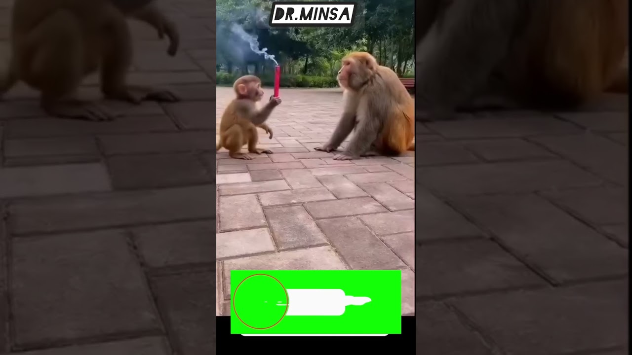 Monkey&rsquo;s Unexpected Reaction to Firecracker 😱🔥 (Don&rsquo;t Try This!)