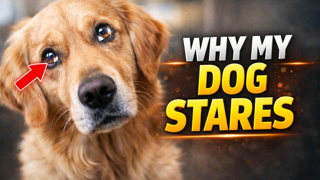 Why Your Dog Stares At You (It’s Not What You Think) |The Hidden Language of Pets
