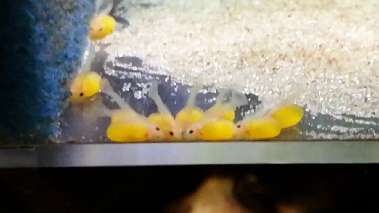 Peckoltia compta L 134 Zucht (breeding) - Teil 1