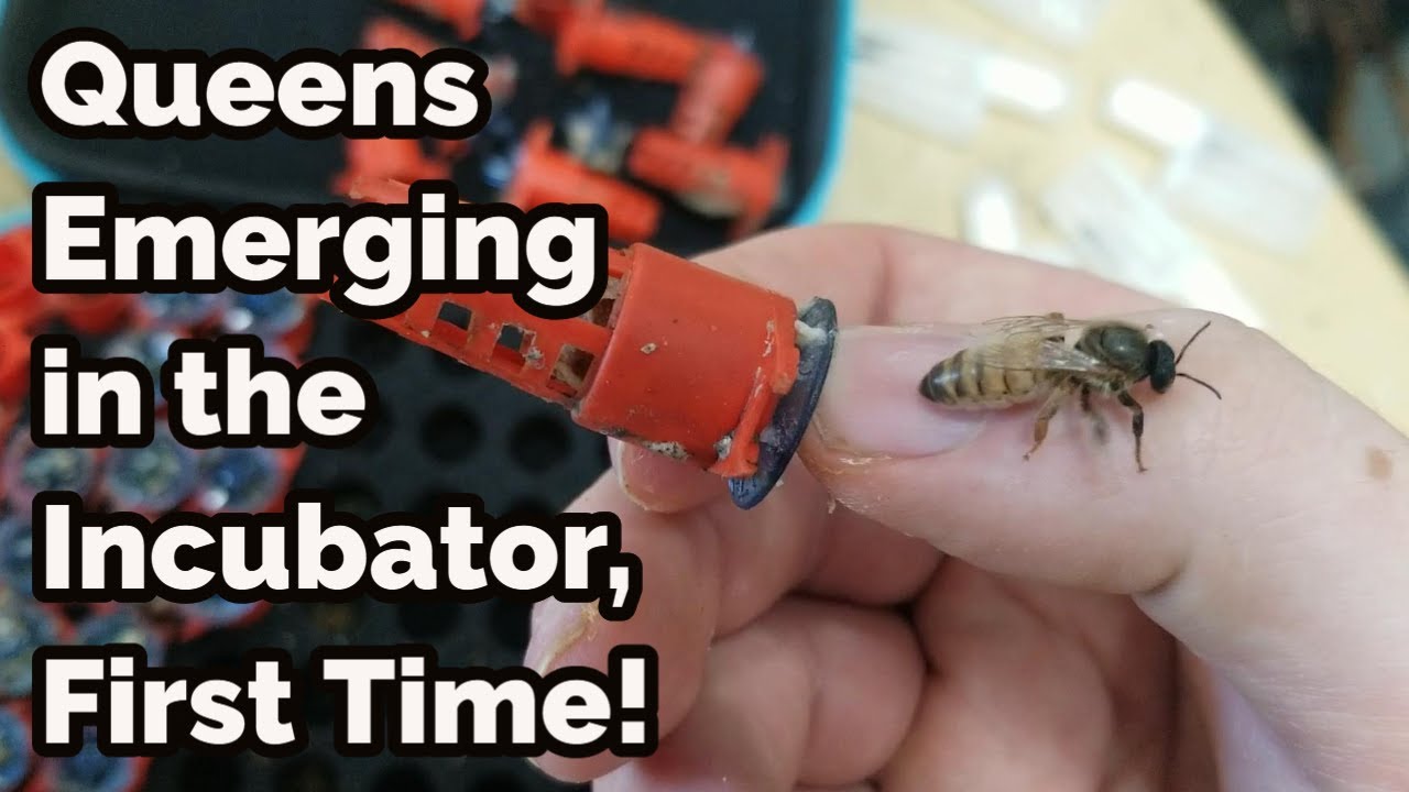First Time Letting Queens Emerge in the Incubator