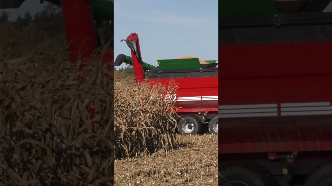 Ile kosztuje zbi&oacute;r kukurydzy na ziarno? Rolnik usługodawca apeluje do innych