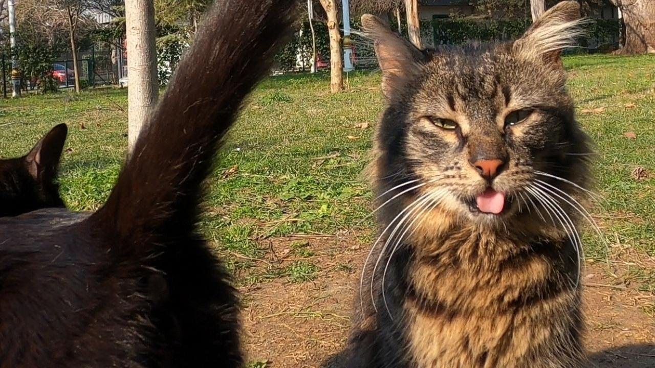 Cat's Weird But Hilarious Reaction to Smelling Another Cat's Butt
