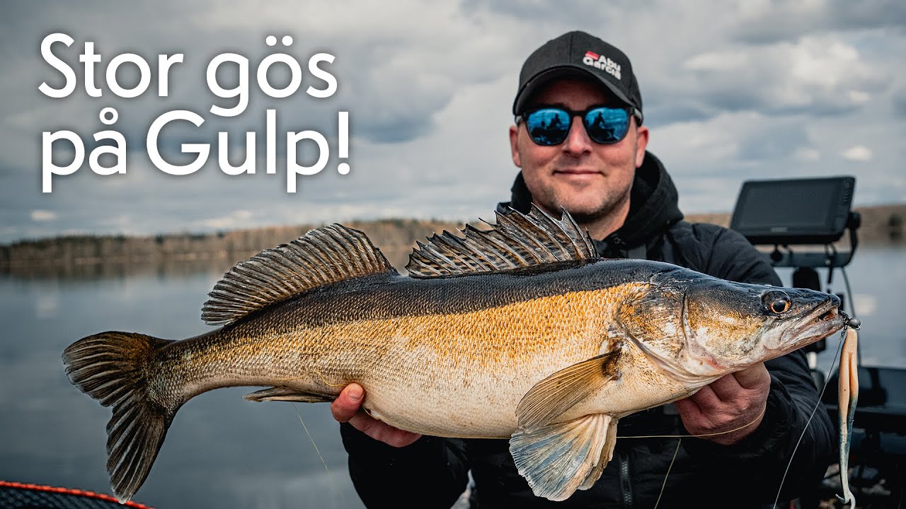 Revolutionärt Pelagiskt Fiske: Gulp! Jerk Shad & Livescope!