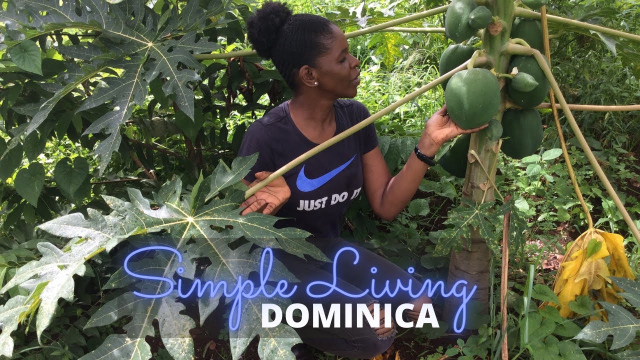 Living a Simple Life in Dominica - The Nature Island: Farm, Fruits & New Friends