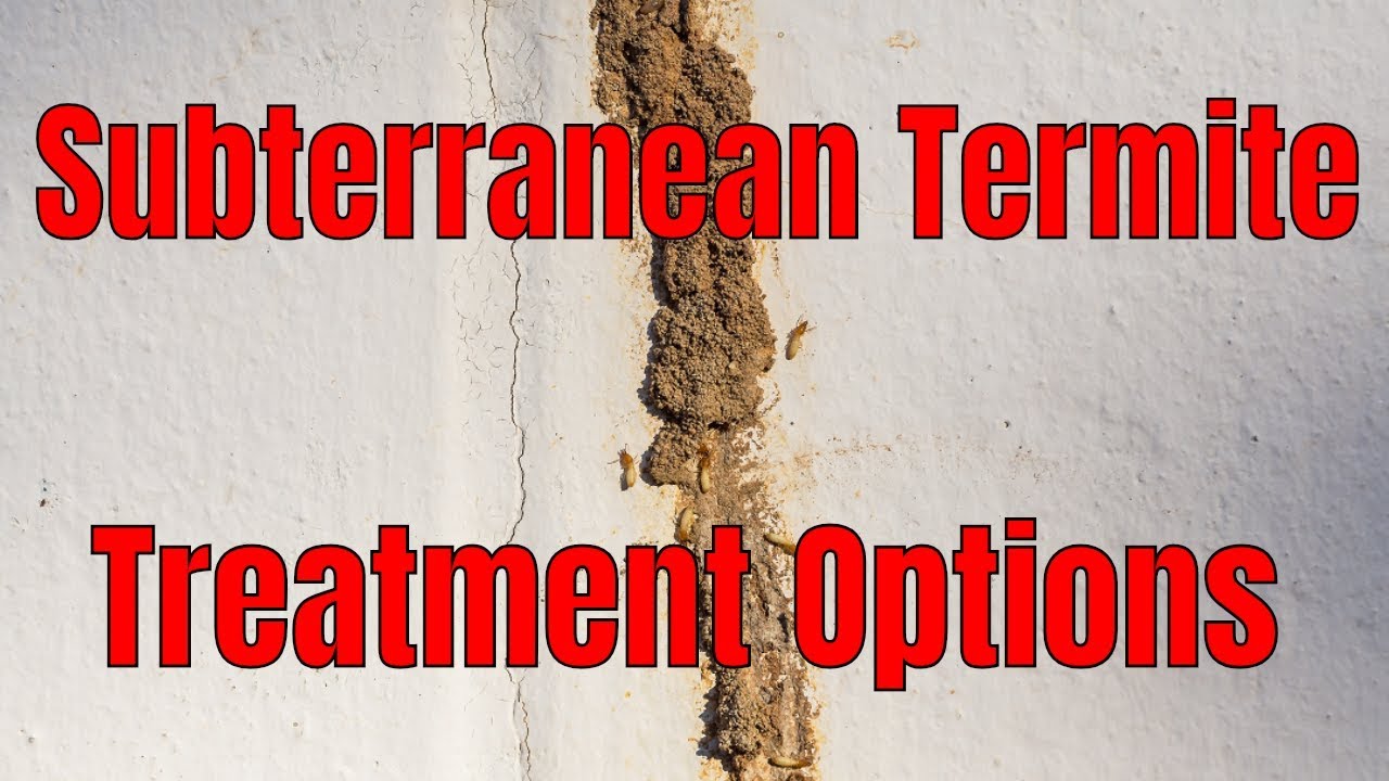 Subterranean Termite Control Treatment Options 🧐 Make the Right Choice for You