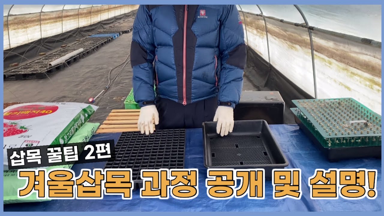 2021년 겨울 침엽수 삽목 꿀팁 2편