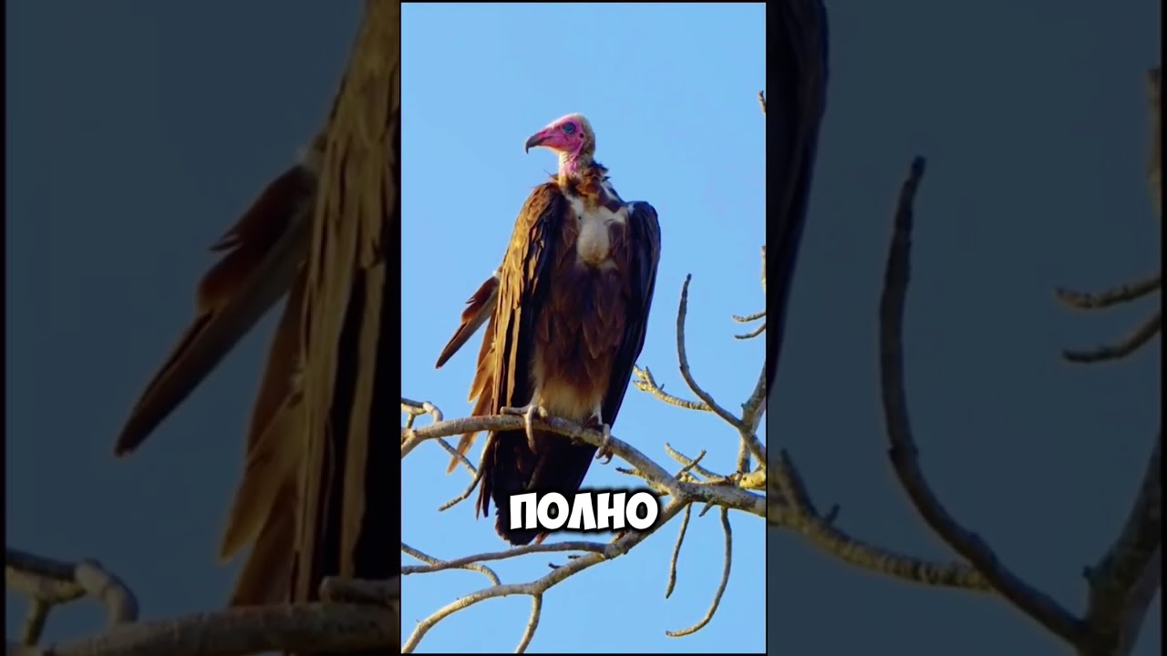 ОН НЕ ЖДЁТ. ОН ЧУВСТВУЕТ &hellip; И ПРИЛЕТАЕТ РАНЬШЕ