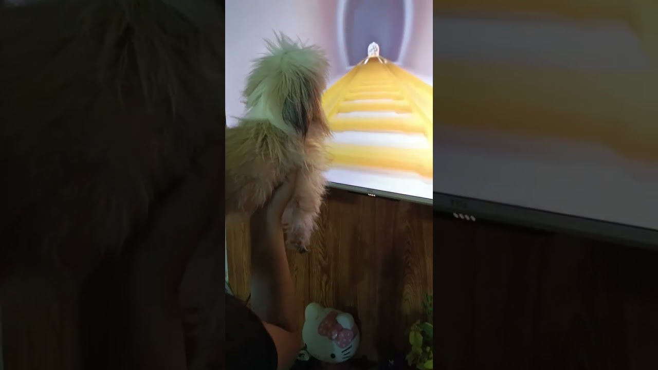 REACTION OF MY DOGS ON CATS ROLLERCOASTER #cat #dog #reaction #rollercoaster 