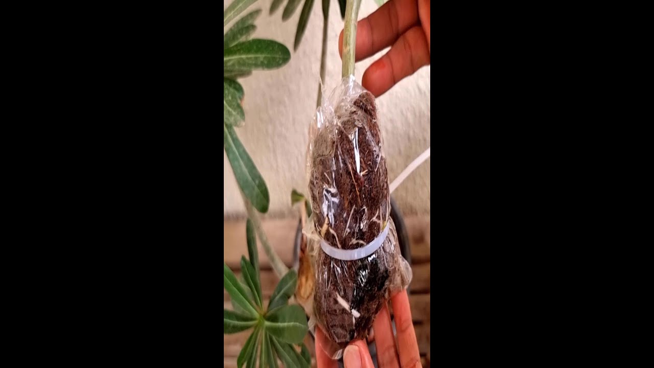 Adenium Air Layering Technique That Works #shorts