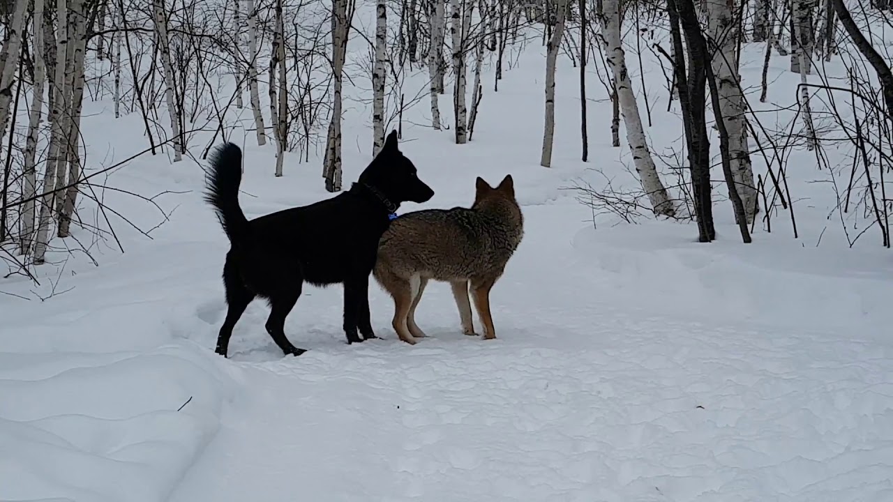 Dog and Wild Coyote best friend for couple years now.