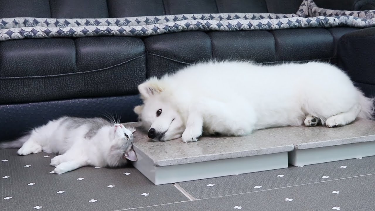 [Русские субтитры] Как собака и кошка могут быть такими близкими?