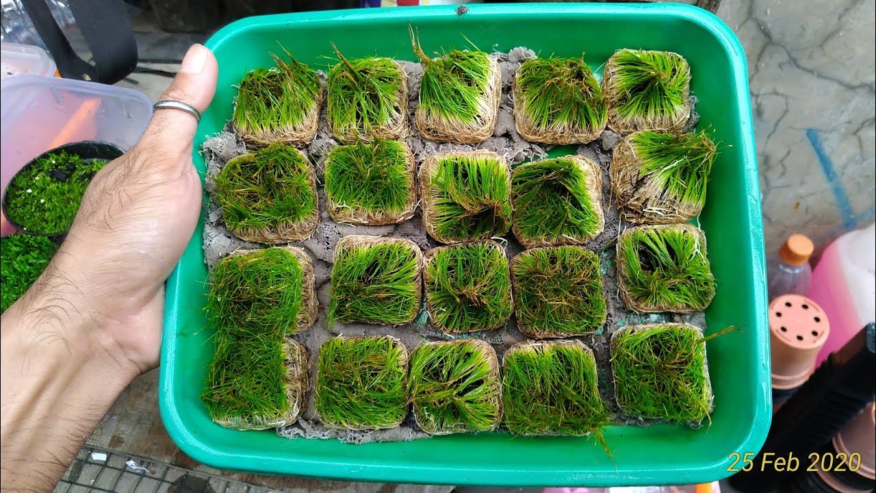 Tutorial budidaya tanaman hair grass  dan ultricularia