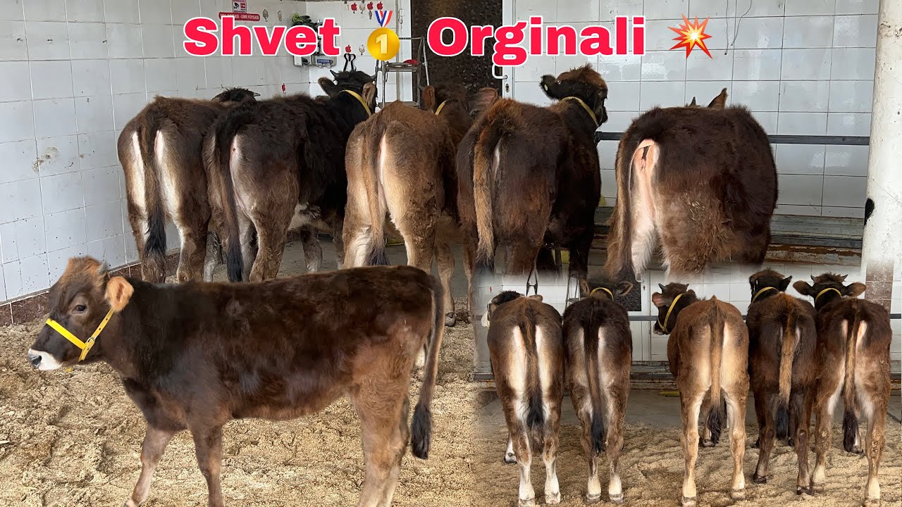 Shvet 🥇 G'unojinlar 💥 ~ Narxi Qulayidan 🌍 || Bekdiyor Akadan ✅