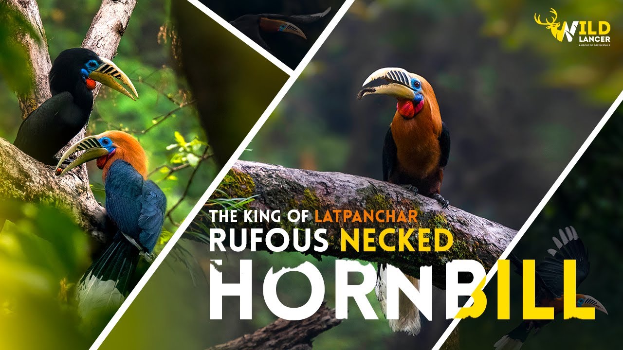 The Rufous Necked Hornbill | Hornbill | Bird Photography at Latpanchar