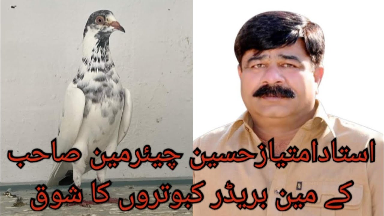 Ustad Imtiaz Hussain Chairman || Salaray teddy kabootar || Dub wale kabootar || Hino wale kabootar