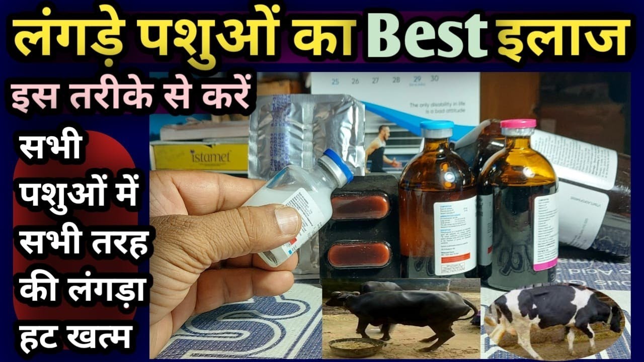 लंगड़े पशुओं का Best illaj||lamness in Animals Treatment||Musculo skeletal/Muscular dystrophy
