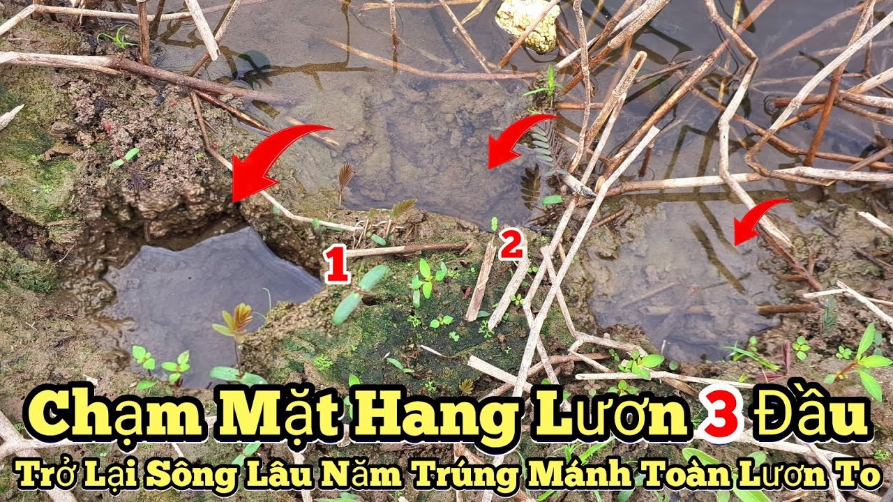 Câu lươn sông_Chạm mặt hang lươn 3 đầu..Sông lâu năm toàn lươn to_tập1030//Giant eel fishing