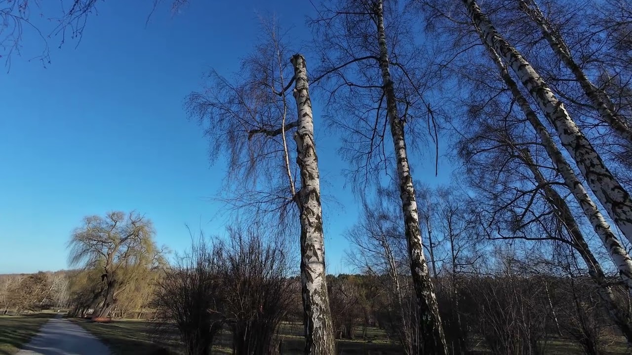 Peaceful Walk in Chișinău Botanical Garden 🌿 | Nature Sounds & Relaxing Walk | 4k