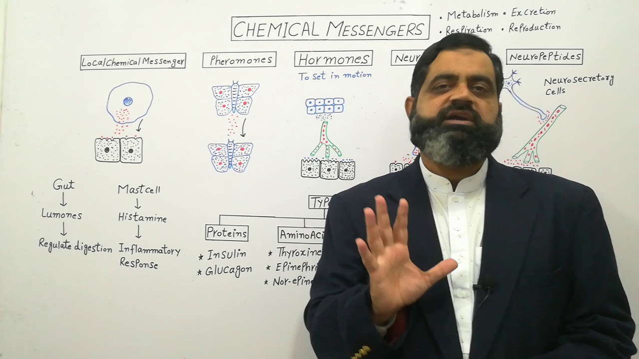 Hormones, Chemical Messengers Urdu /Hindi medium @prof.masoodfuzail| Pheromones | Neuropeptides
