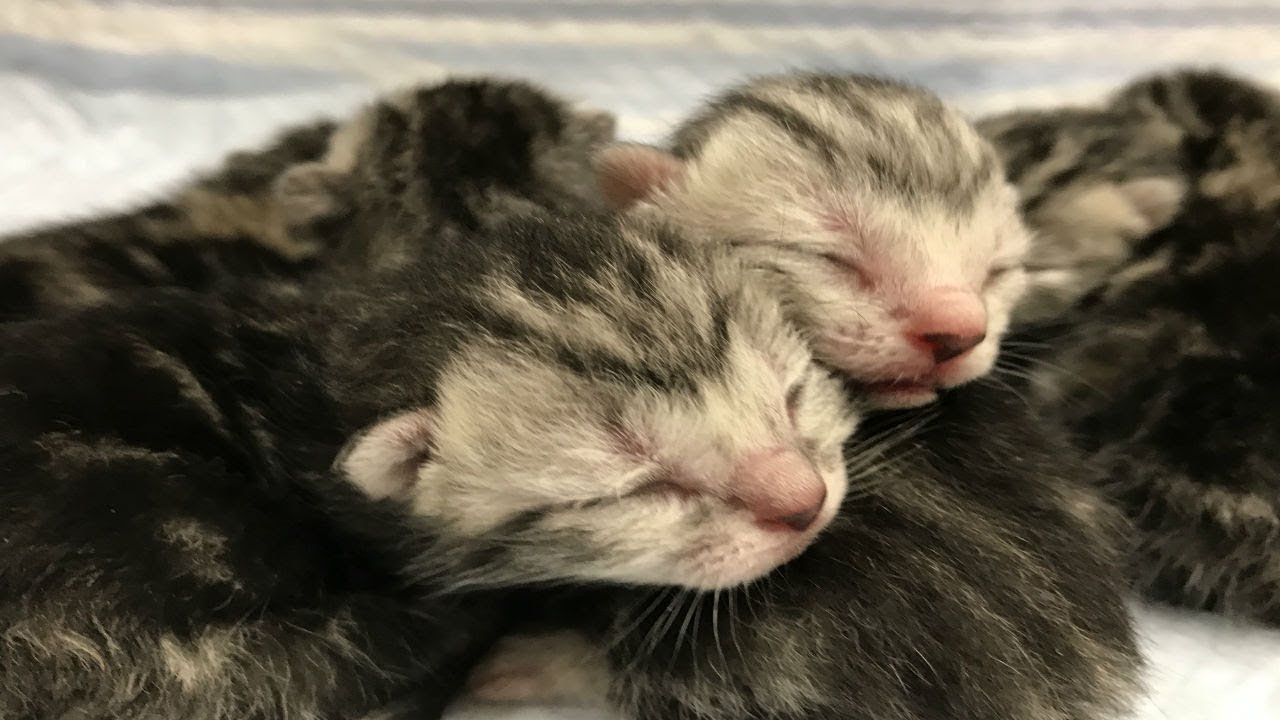 「猫かわいい」子猫、生後２日のすごくかわいい仔猫の動画