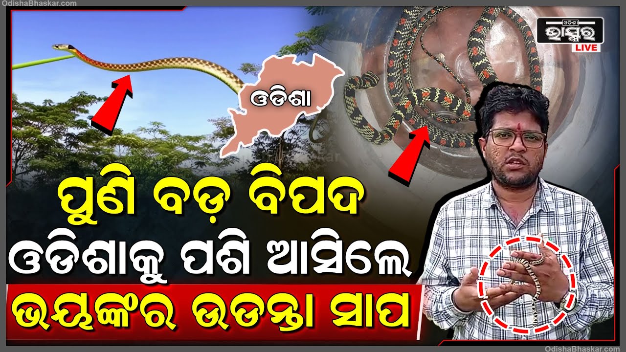 ପୁଣି ବଡ଼ ବିପଦ , ଓଡିଶାକୁ ପଶି ଆସିଲେ ଭୟଙ୍କର ଉଡନ୍ତା ସାପ, ଲୋକଙ୍କୁ ଦେଖିଲେ ଉପରକୁ ଡେଇଁ ପଡୁଛି