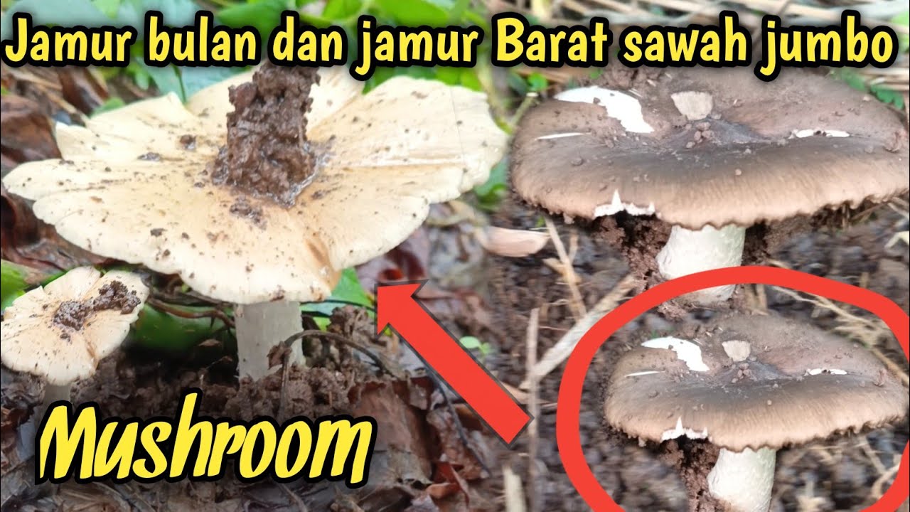 Sempat terpeleset ❗Akhirnya saya menemukan jamur bulan dan jamur barat besar dan panjang❗
