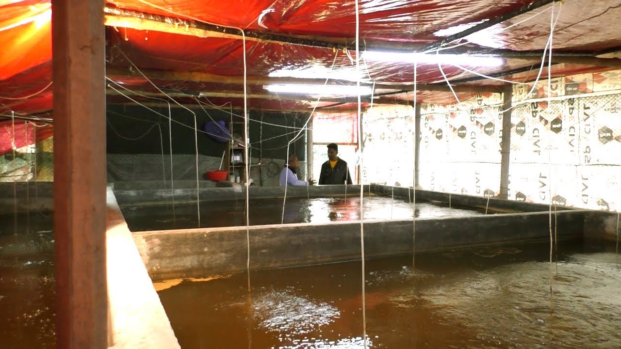 Biofloc Fish Farming - বায়োফ্লোক পদ্ধতিতে মাছ চাষ করে সফলতার পথে লোকমান - Biofloc Farming A to Z