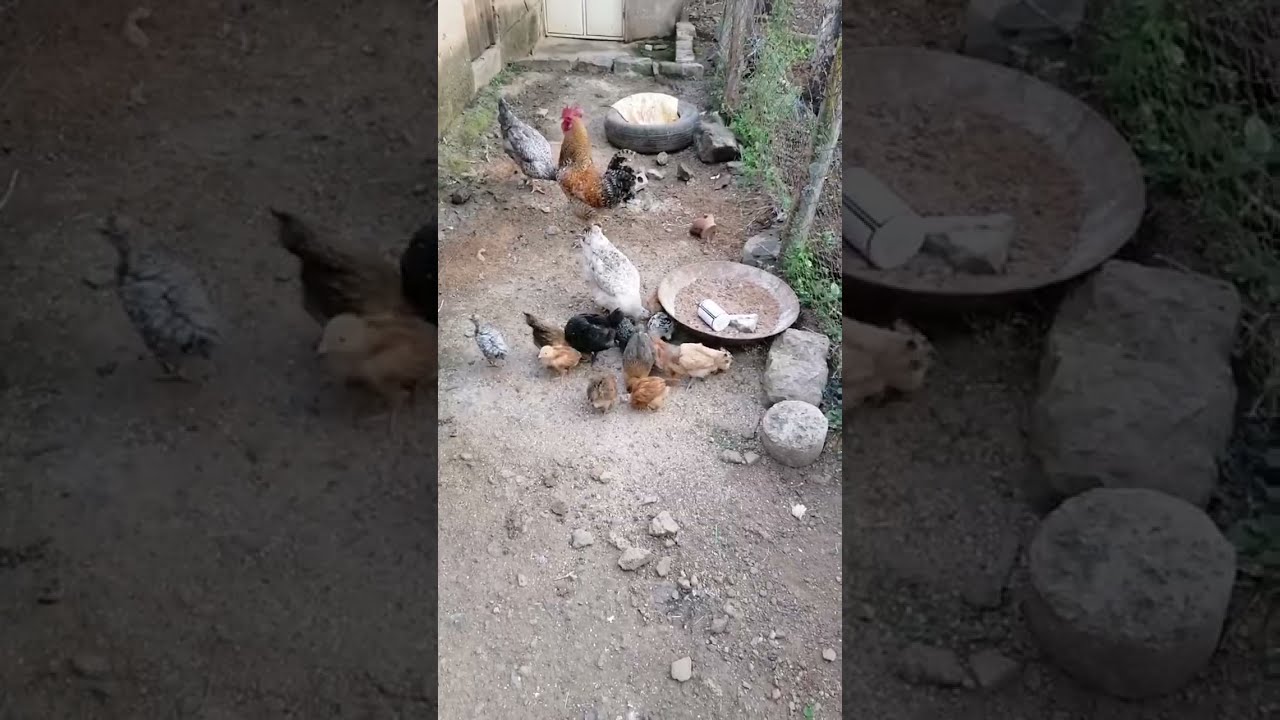 Let's Get These Chicken Inside
