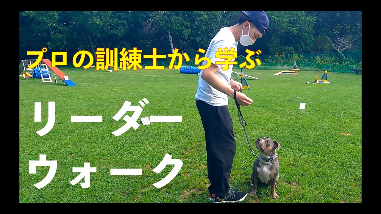 【犬のしつけ】プロの訓練士に聞いた、犬のしつけ。その②　リーダーウォーク編　永久保存版