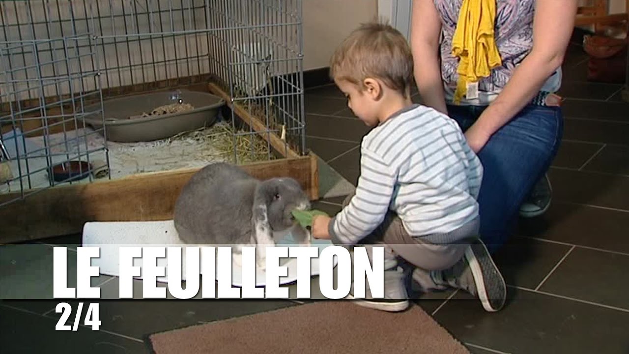 Zoothérapie, les bienfaits des animaux sur la santé : Lindt le lapin comme thérapeute