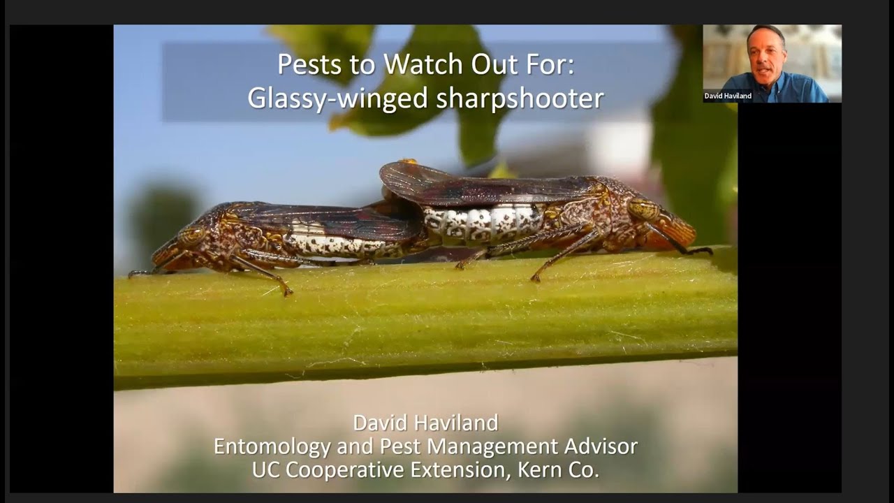 Stop the Spread: Glassy-winged sharpshooter