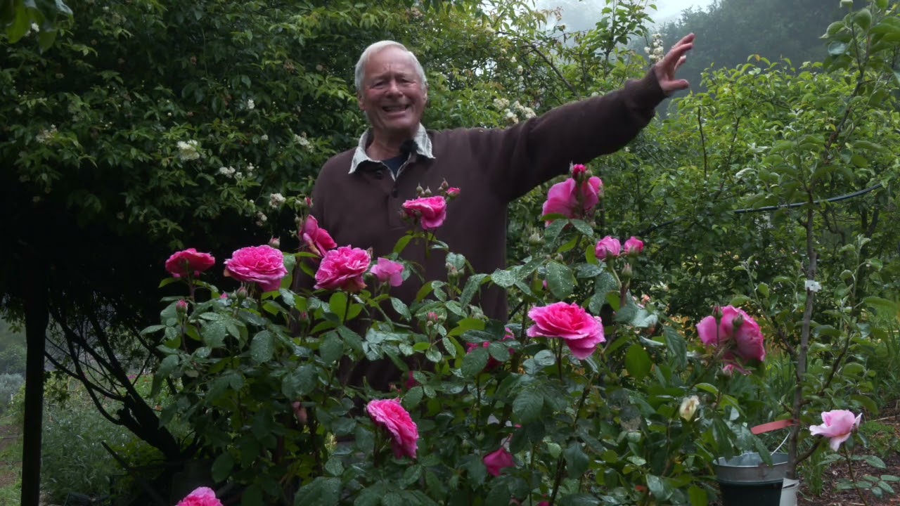 A Selection of Excellent Roses for Cut Flower Operations