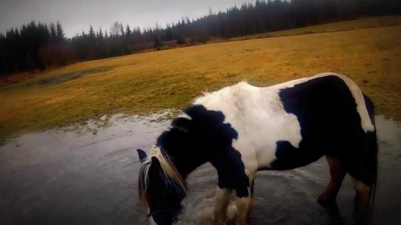 Vaske bena p&aring; hestene