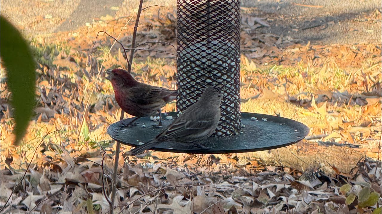 Setting out bird & squirrel snacks on Sunday morning plus #catantics as well #backyardbirds