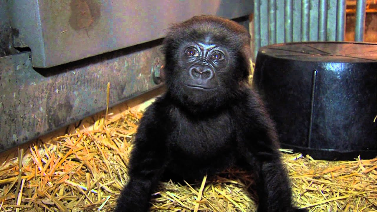 Gladys Baby Gorilla Almost 4 months old - Cincinnati Zoo