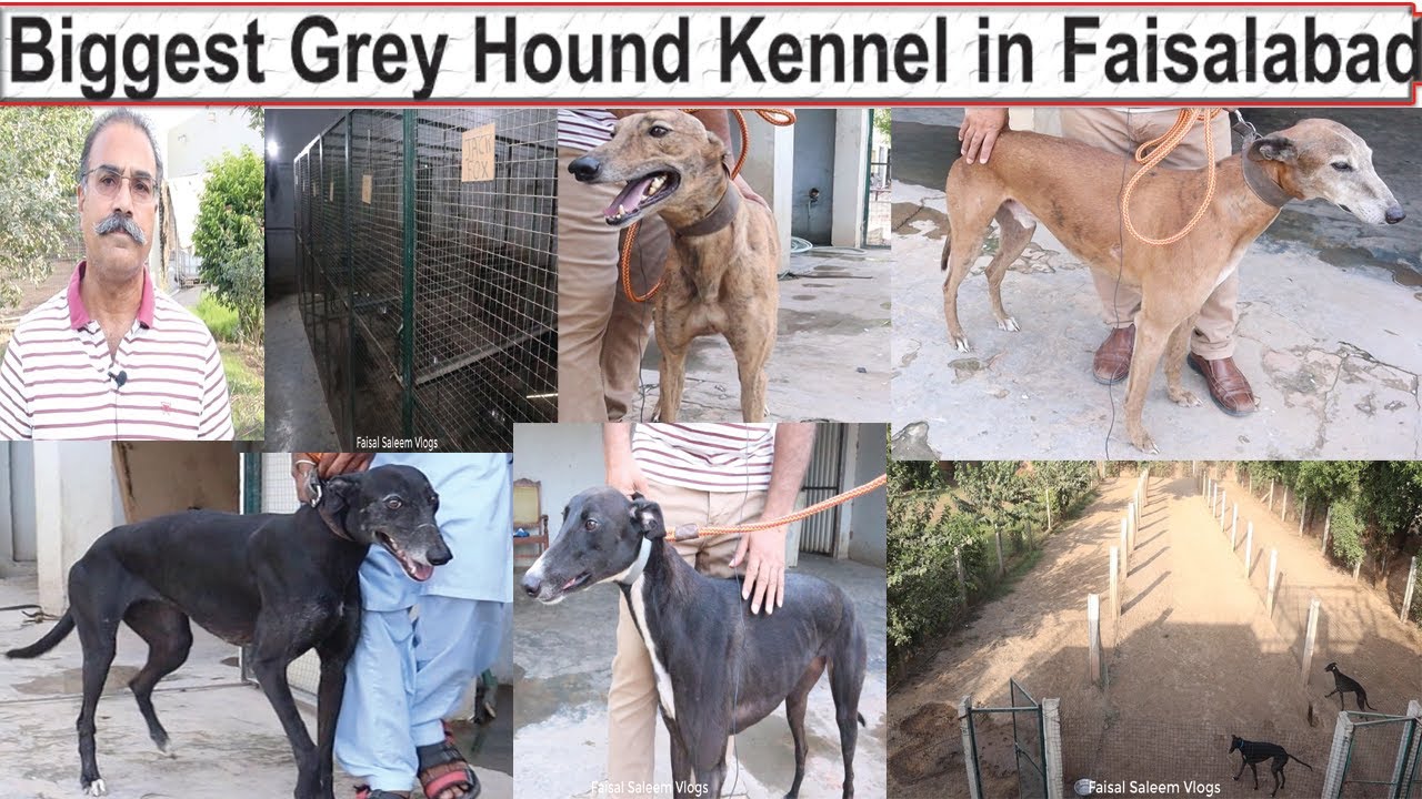 Visit Biggest Grey Hound Kennel in Faisalabad | Interview of Rana Abdul Khan
